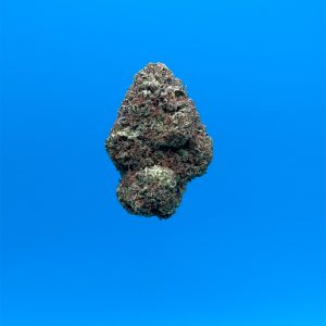 budz delivery black truffle nug